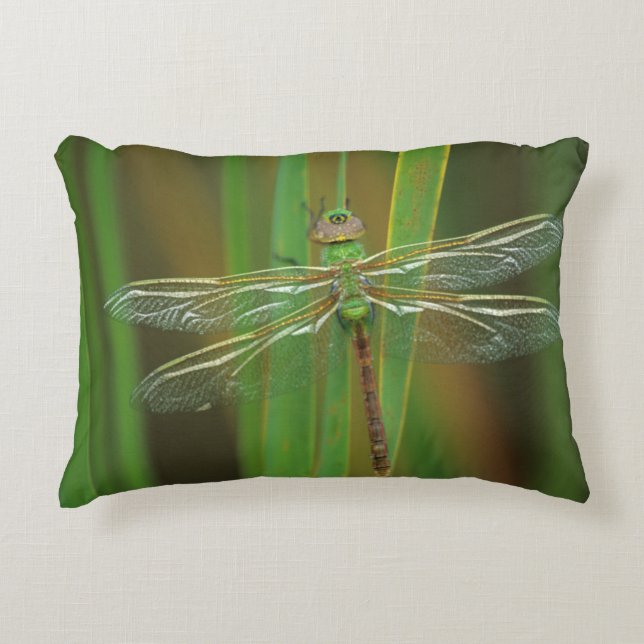 Almofada Decorativa EUA, Geórgia. Libélula dárner verde em juncos (Frente)
