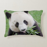 Panda gigante da fotografia do travesseiro.