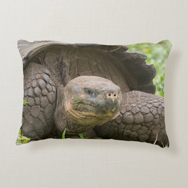 Almofada Decorativa Tartaruga gigante (Verso)