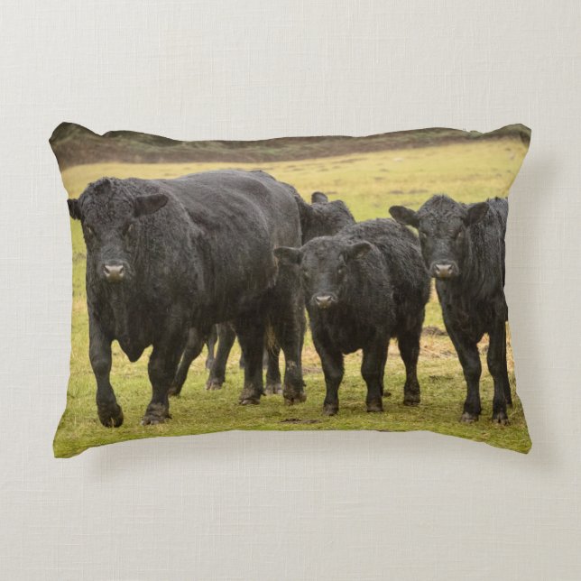 Almofada Decorativa Vacas na chuva (Frente)
