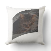 Deixe o gato descansar