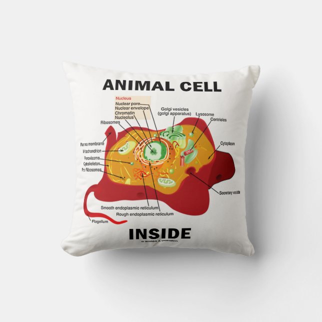 Almofada Diagrama Eukaryote Dentro de Células Animais (Frente)