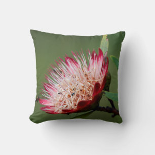 Almofada Drakensberg Sugarbush (Protea Dracomontana)