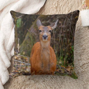 Almofada Engraçado jovem Blacktail Deer sorri para o fotógr