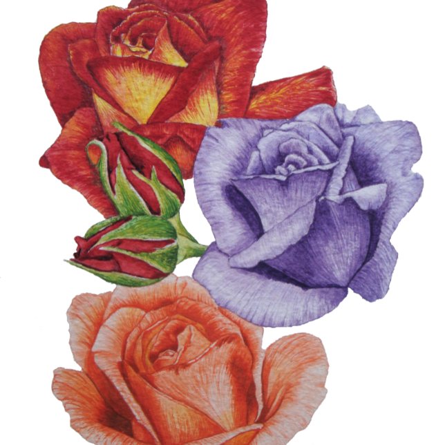 Almofada enxertos de aquarelas e botões de rosa florais cot (Criador carregado)