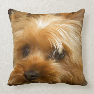 Almofada Espere o terrier do yorkie do cão do haley do amo