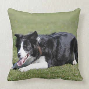 Almofada Estabelecimento de border collie