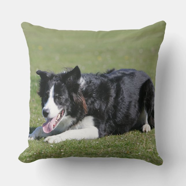 Almofada Estabelecimento de border collie (Frente)