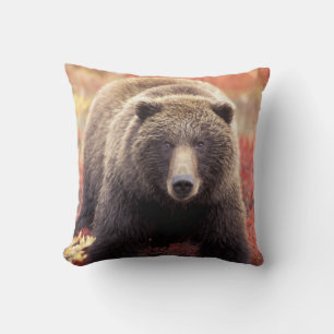 Almofada EUA, Alasca, Parque Nacional Denali, urso-pardo fê