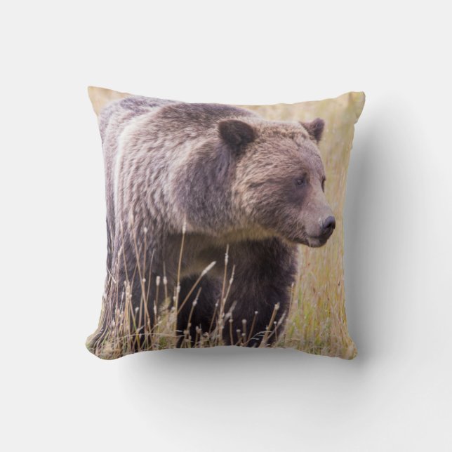 Almofada EUA, Wyoming, Parque Nacional de Yellowstone, Urso (Frente)