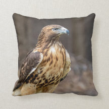 Falcão de cauda vermelha no Vale do Hudson