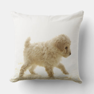 Almofada Filhote de cachorro da caniche