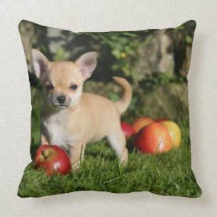 Almofada Filhote de cachorro da chihuahua com maçãs
