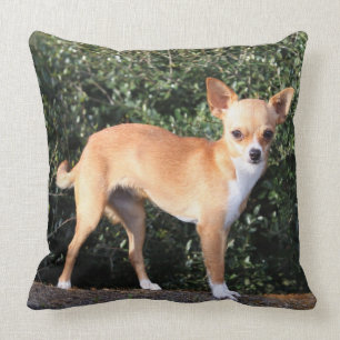 Almofada Filhote de cachorro da chihuahua do Teacup