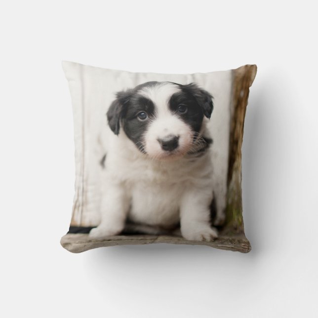 Almofada Filhote de cachorro de border collie (Frente)