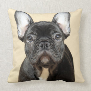 Almofada Filhote de cachorro do buldogue francês