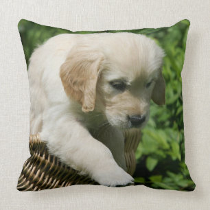 Almofada Filhote de cachorro do golden retriever na cesta