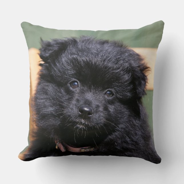 Almofada Filhote de cachorro preto de Pomeranian (Frente)