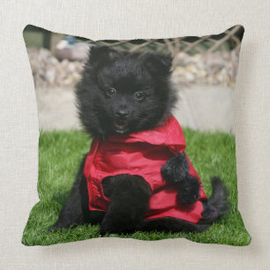 Almofada Filhote de cachorro preto de Pomeranian que olha a