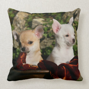 Almofada Filhotes de cachorro da chihuahua