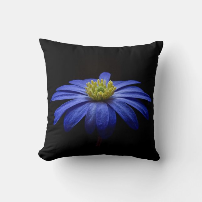 Almofada Flor de Gerbera Daisy Azul em um fundo Preto (Frente)