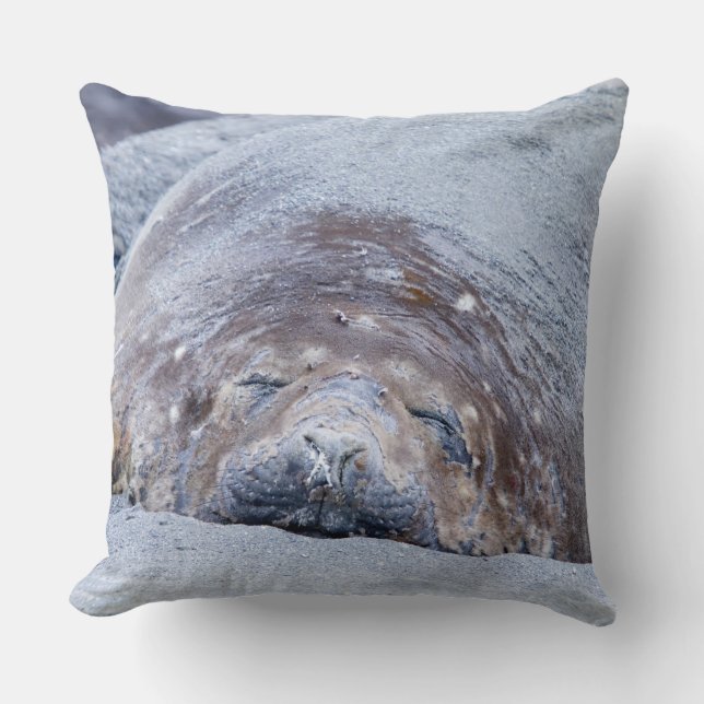 Almofada Foca-elefante que dorme (Frente)