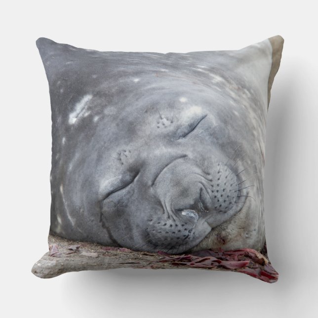 Almofada Foca-elefante que dorme (Frente)