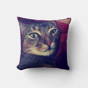 Almofada Foto de gato, gato, animais de estimação, gato eng