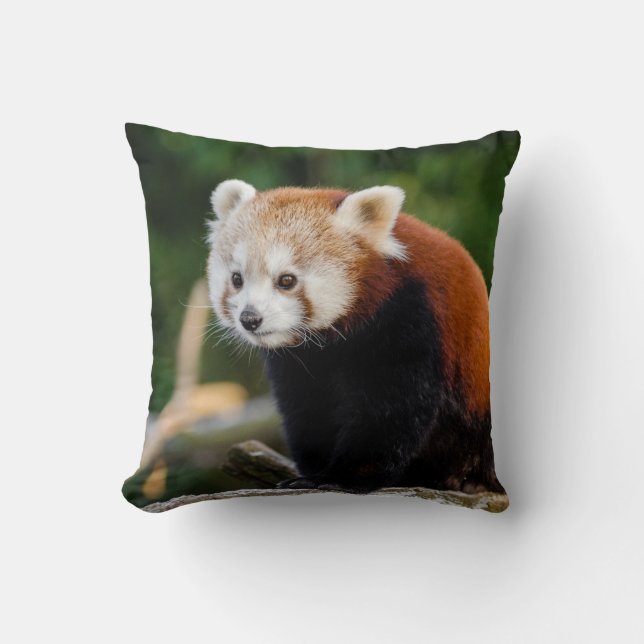 Almofada Foto de Panda Vermelho Selvagem Fofa (Frente)