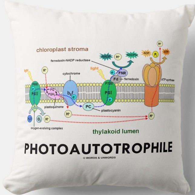 Almofada Fotossíntese fotoautotrofílica (Throw pillow for any food producer)