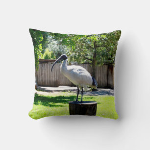 Almofada Galinha De caixa (Iibis) Num Arco De Árvore,  