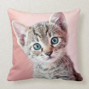 Almofada Gatinho bonito com olhos azuis