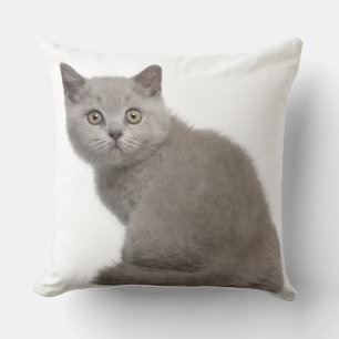 Almofada Gatinho britânico de Shorthair (10 semanas velho)