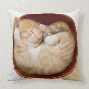 Almofada Gatinho do sono