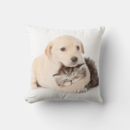 Almofada gatinho dorme nas mãos do cachorro