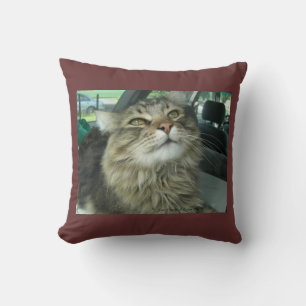 Almofada Gatinho Maine Coon