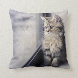 Almofada Gatinho que olha para fora a janela