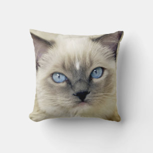 Almofada gatinho Ragdoll
