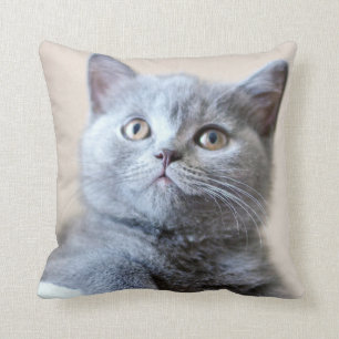 Almofada Gato britânico cinzento de Shorthair