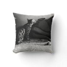 Gato com travesseiro de violão