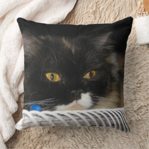Almofada Gato de Estudo Bonito