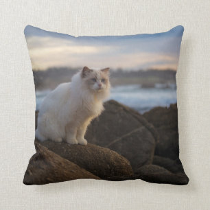 Almofada Gato de Ragdoll na praia