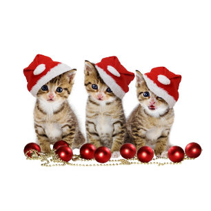 Almofada Gatos Cons
