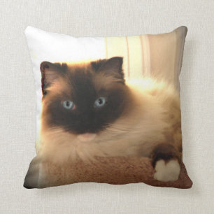 Almofada Gatos Gatos Gatinhos Ragdolls Travesseiro Azul Olh