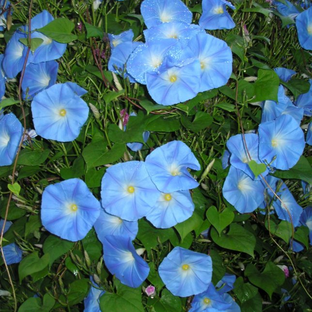 Almofada Glórias da Manhã! (Criador carregado)