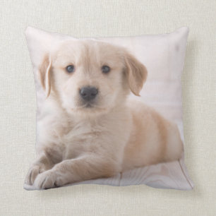 Almofada Golden retriever que encontra-se para baixo