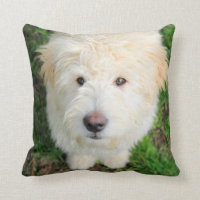 Goldendoodododle Puppy Olhando Para A Câmera