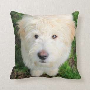 Almofada Goldendoodododle Puppy Olhando Para A Câmera