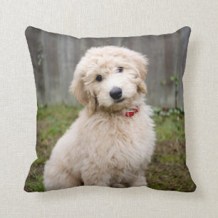 Almofada Goldendoododododle Puppy Senta Em Grama