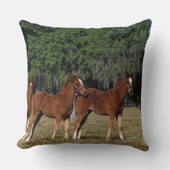 Almofada Grupo de potros do puro-sangue (Frente)